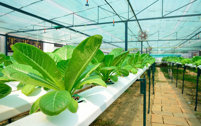 green lettuce, cultivation hydroponics green vegetable in farm
