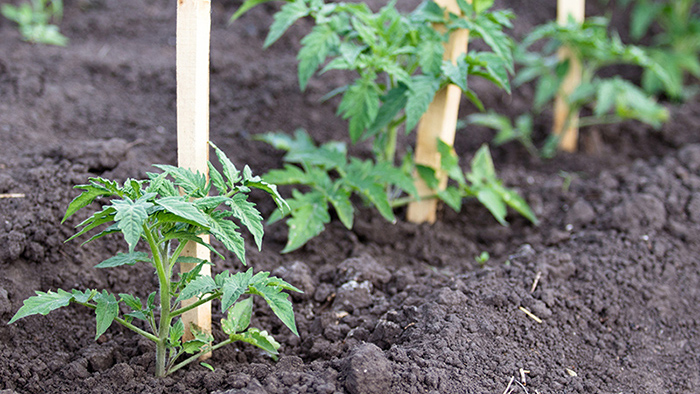 tomato seedlings in the ground